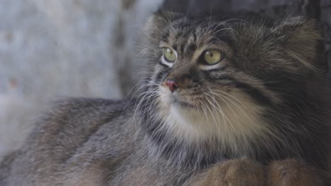 El-Gato-De-Pallas-(otocolobus-Manul),-También-Conocido-Como-Manul,-Es-Un-Pequeño-Gato-Salvaje-Con-Un-Pelaje-Largo-Y-Denso-De-Color-Gris-Claro-Y-Orejas-Redondeadas-De-Inserción-Baja-A-Los-Lados-De-La-Cabeza.