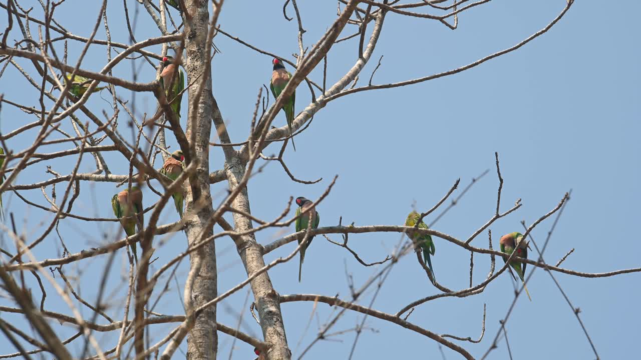 periquito de pecho rojo, psittacula alexandri, santuario de vida silvestre huai kha kaeng, tailandia
