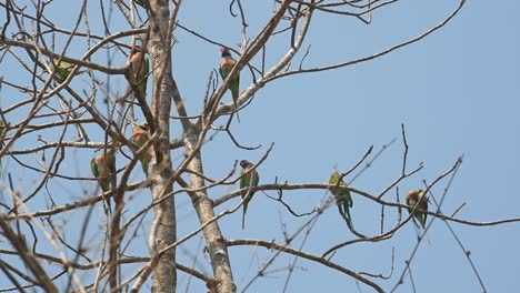 Periquito-De-Pecho-Rojo,-Psittacula-Alexandri,-Santuario-De-Vida-Silvestre-Huai-Kha-Kaeng,-Tailandia