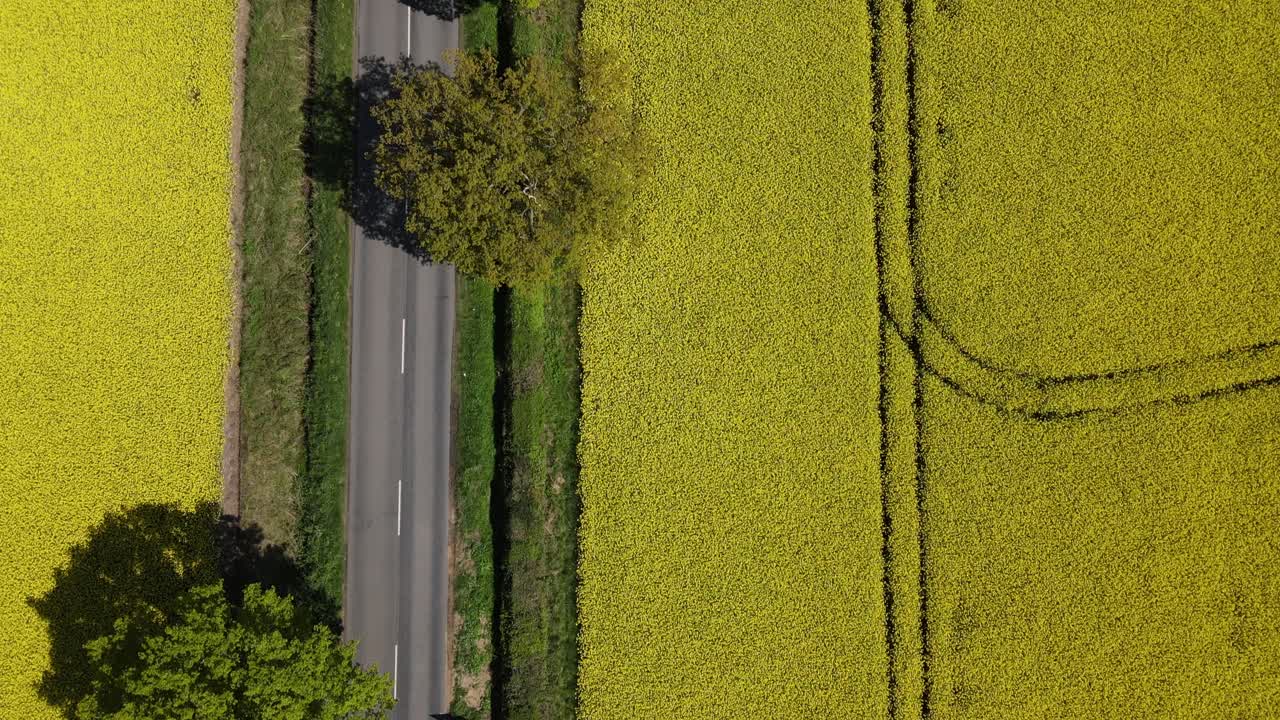 링컨셔 시골 을 바라보는 공중 영상 으로 기름 씨  ⁇  또는 기름  ⁇  작물 의  ⁇  을 볼 수 있다