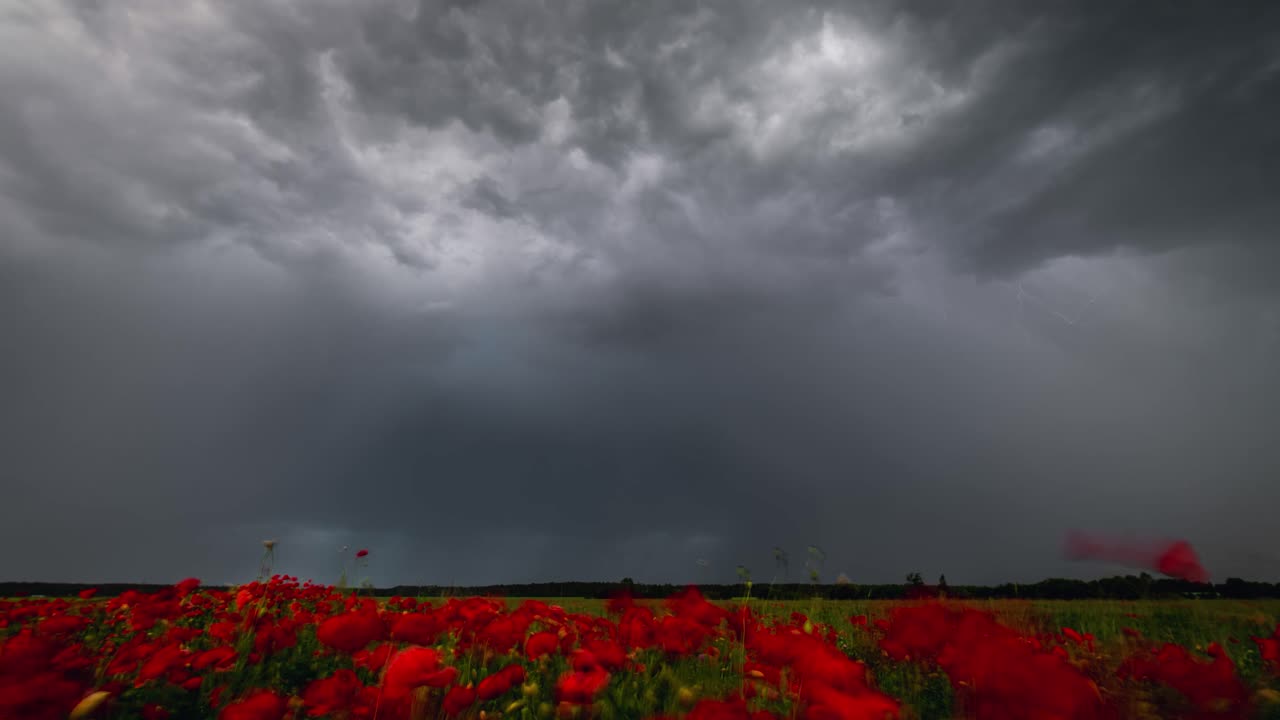 Lightning storm above red poppy field time lapse.