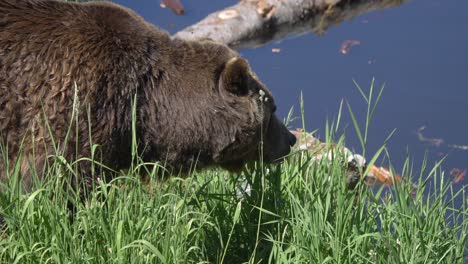 un enorme oso pardo canadiense se dirige hacia un lago tranquilo en un día soleado.