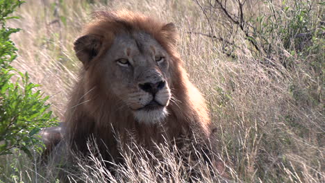 male lion first looks straight into the camera and then into the distance