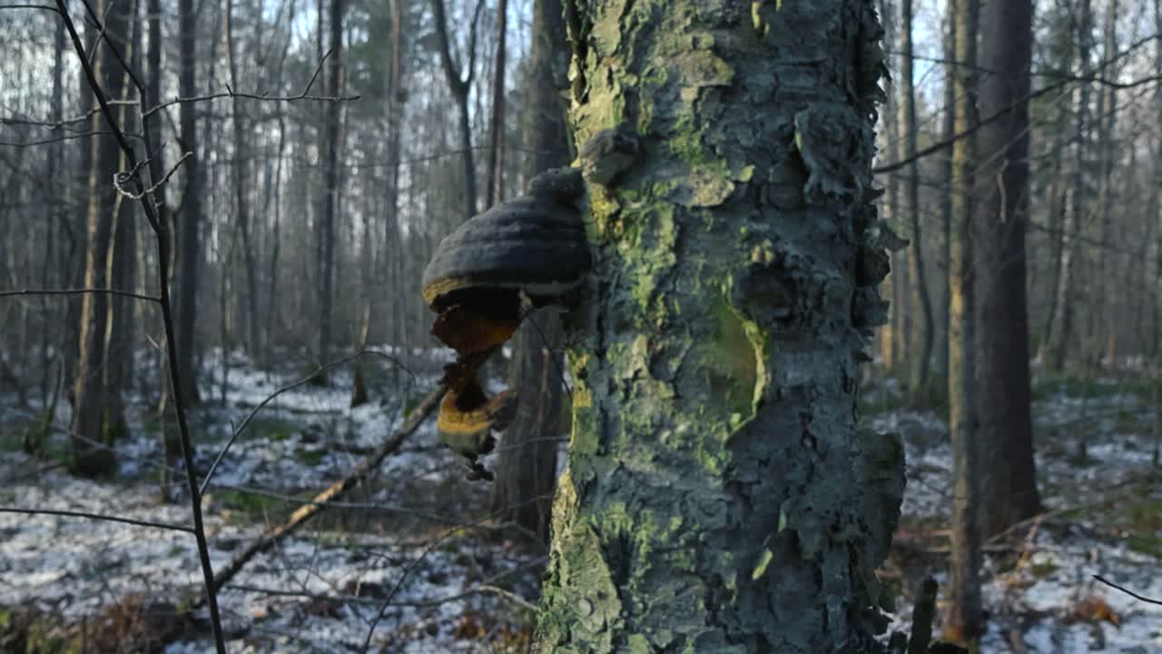large tree with some fungus or mushrooms growing on it in a winter forest with some white snow on the ground during a sunny day. Footage moves down, revealing more of the tree in the foreground.