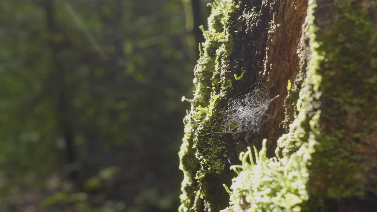 la tela de araña en el tronco de un árbol de musgo a la luz del sol