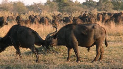 Two-male-buffaloes-jumping-and-fighting-near-a-huge-herd-of-wild-buffaloes