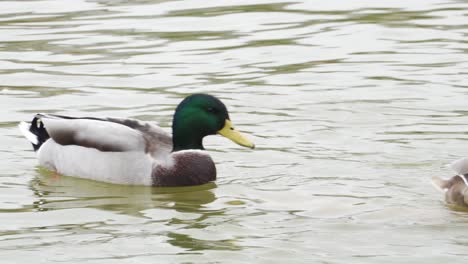 Ein-Paar-Stockenten-Schwimmen-In-Einem-Teich-In-Paris,-Frankreich