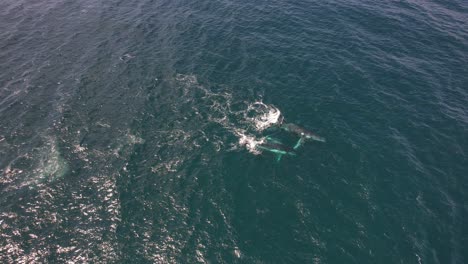 Luftaufnahme-Von-Buckelwalen,-Die-Schwimmen-Und-Mit-Ihren-Brustflossen-Im-Wasser-Schlagen