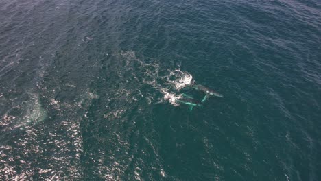 Vista-Aérea-De-Ballenas-Jorobadas-Nadando-Y-Golpeando-Sus-Aletas-Pectorales-En-El-Agua