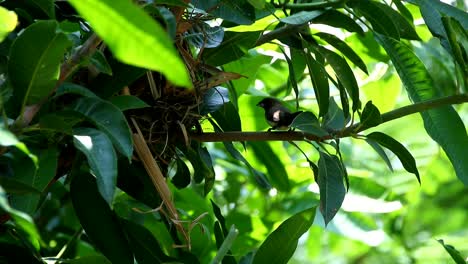 Sparrows-perch-on-a-tree-in-front-of-their-nests