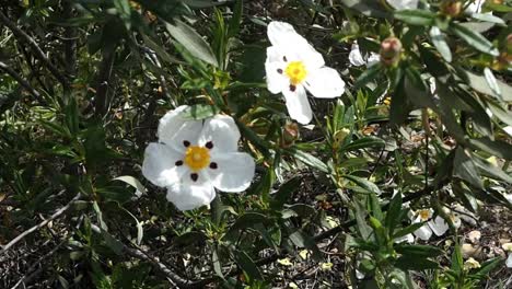 cistus bush with white flowers fully open