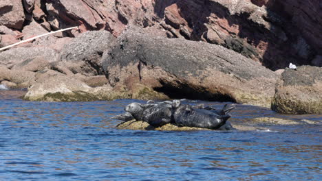 Focas-Grises-Tomando-El-Sol-En-Una-Roca