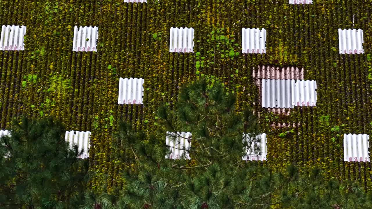 Luftglidning over et forvitret skifertag dækket af mos og organiske grønne mønstre, der viser naturen genindtage arkitekturen.