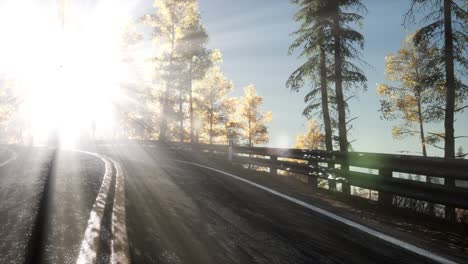 camino en el bosque