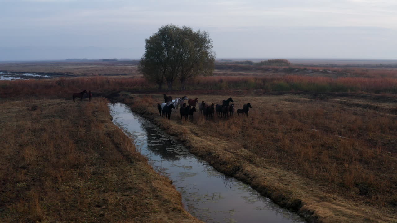 En grupp hästar vilar på en naturskön gård i Kayseri, Turkiet vid soluppgången - flygfoto med drönare