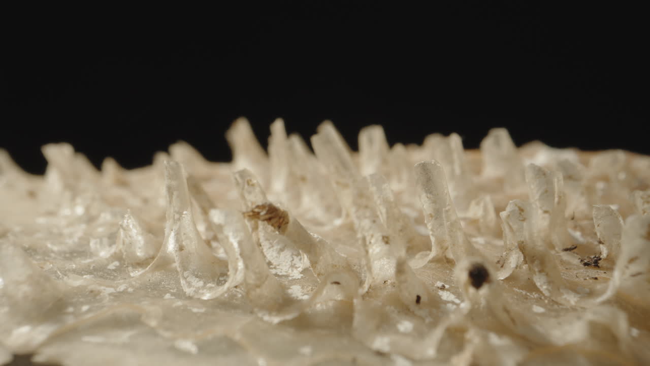 Close-up view of a mushroom's cap surface