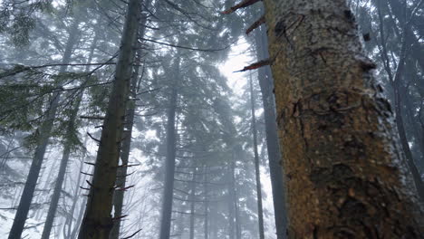 Nebliger-Wald-Mit-Hohen-Bäumen,-Die-An-Einem-Wintertag-Eine-Geheimnisvolle-Atmosphäre-Schaffen