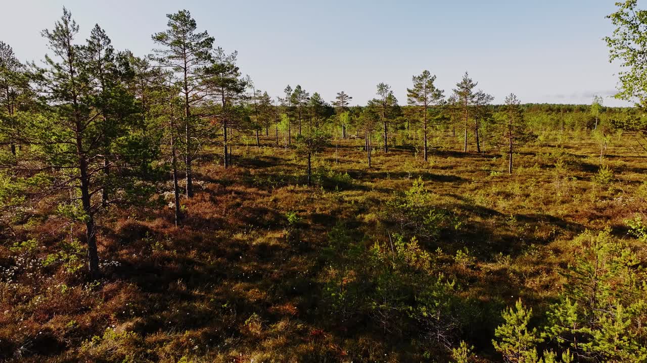 Framåtriktad drönarflygning över ett sumpigt skogslandskap i Kemeris nationalpark