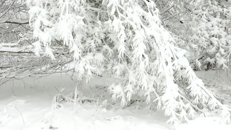 Weiße-Tanne-Auf-Schneebedeckter-Waldlandschaft-Im-Osten-Kanadas-Während-Der-Wintersaison---Nahaufnahme