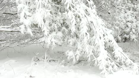 abeto blanco en el paisaje forestal lleno de nieve en el este de canadá durante la temporada de invierno - cerrar