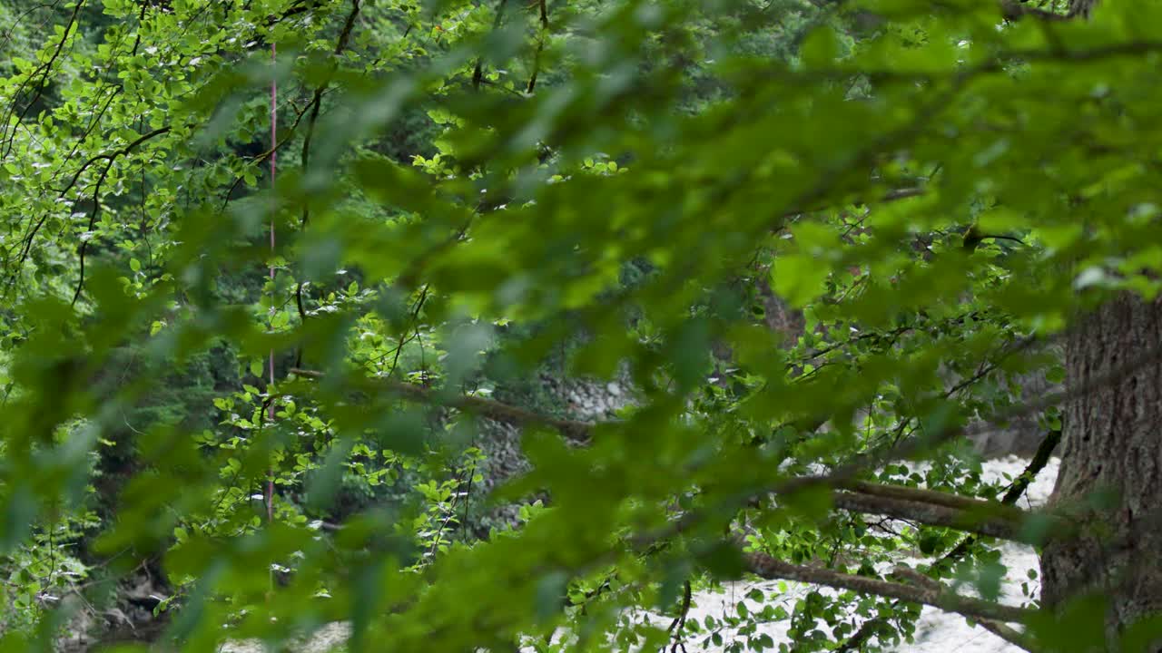 Camera glides past leafy trees, revealing river below, natural daylight, lush green forest environment