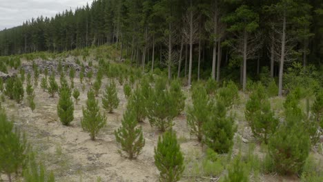 Wiederaufforstung-Des-Kiefernwaldes-Mit-Jungen-Setzlingen-Und-älteren-Bäumen,-Antenne