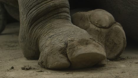 white rhinoceros feet close up slomo