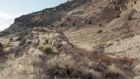 gran rebaño de ovejas de cuerno pastando en las montañas