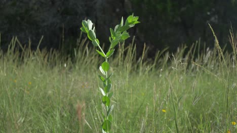 Plants-and-grasses-swaying-in-the-wind-on-a-sunny-day-in-the-Texas-hill-country