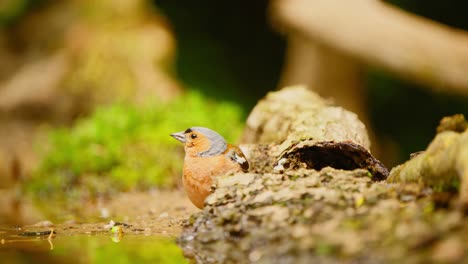 Der-Gemeine-Eurasische-Buchfink-In-Friesland,-Niederlande-Starrt-Neugierig-In-Den-Wald,-Neigt-Den-Kopf-Und-Beobachtet-Den-Himmel