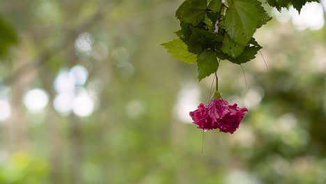 hanging red flower hibiscus rosa sinensis against green bokeh forest background