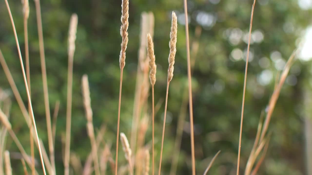 들판에 있는 마른 풀의 수직 패닝 샷