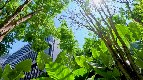 lush green foliage under bright sunlight contrasts with modern skyscrapers in bangkok, creating a serene urban oasis