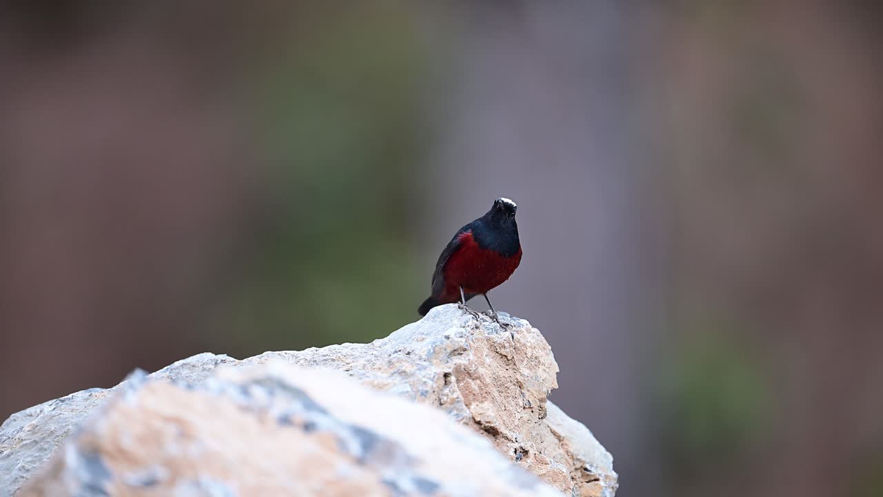 White capped Water Redstart on Rock in the Evening