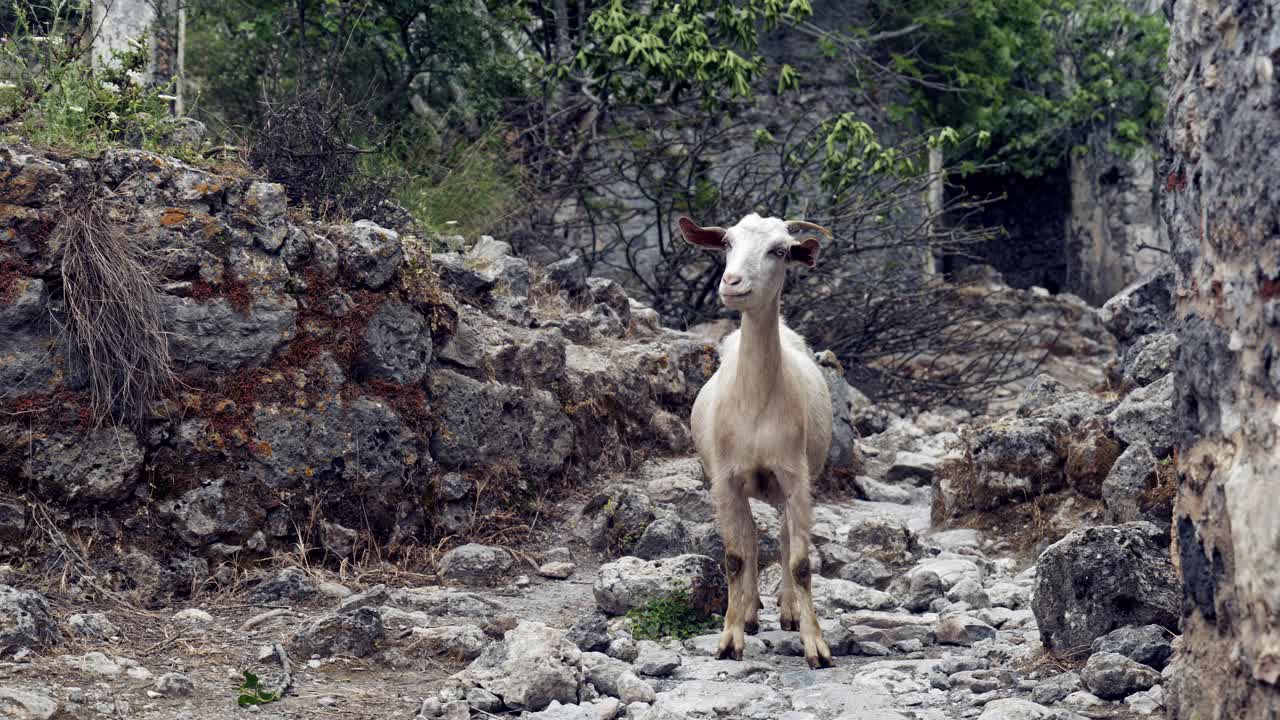 Lone goat among ruins of abandoned village of Kayakoy Turkish ghost town