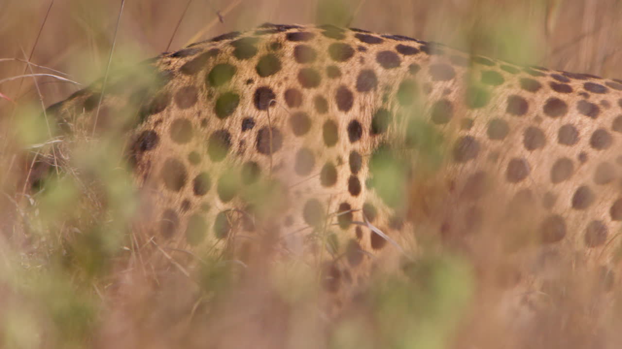 Close up pan shot of a cheetah's skin pattern before it turns around