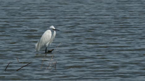 Blick-Nach-Rechts,-Während-Die-Kamera-An-Einem-Windigen-Tag-Herauszoomt,-Seidenreiher-Egretta-Garzetta,-Thailand