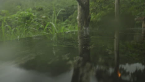 forest pond reflection