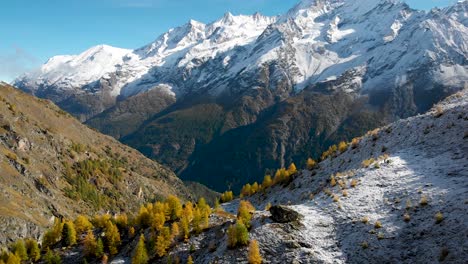 Aerial-flyover-over-a-forest-with-yellow-larches-at-the-edge-of-snowfall-in-the-Valais-region-of-Swiss-Alps-at-the-peak-of-golden-autumn-with-a-view-of-snow-capped-Nadelhorn,-Dom-and-Taschhorn