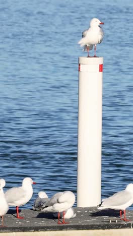 seagulls resting and flying around dock pillars