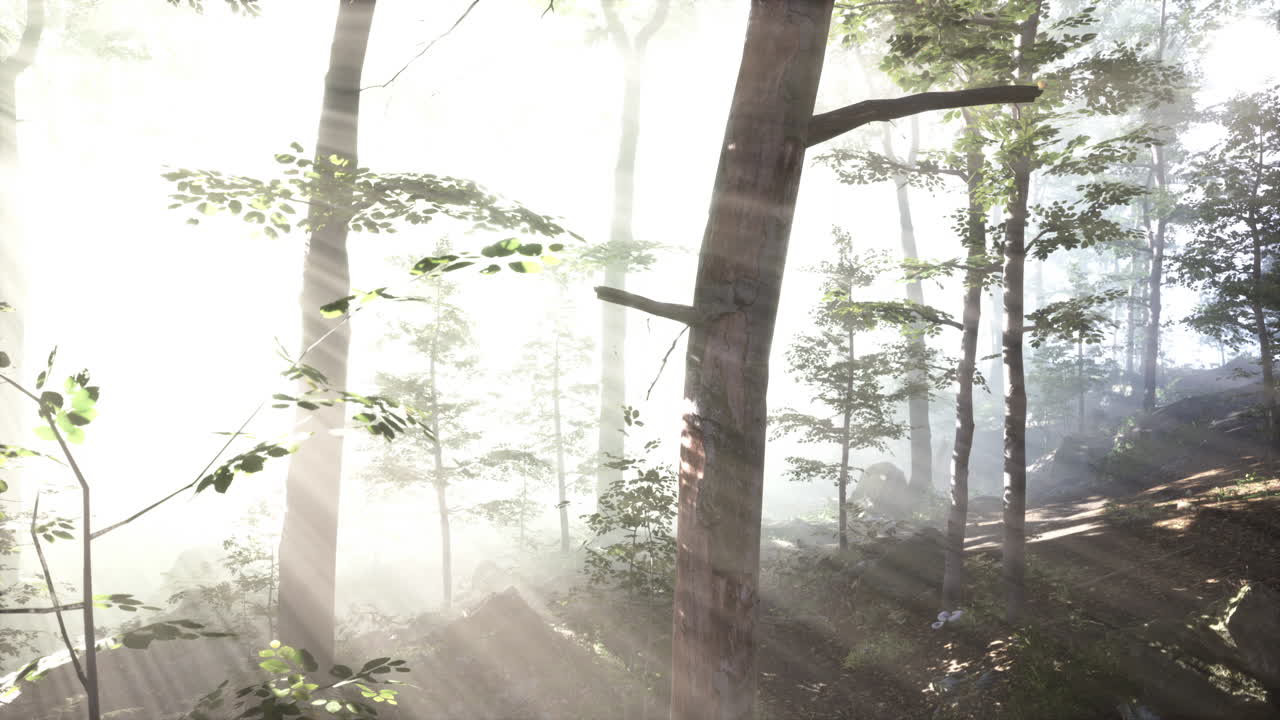 안개 숲 속 의 빛