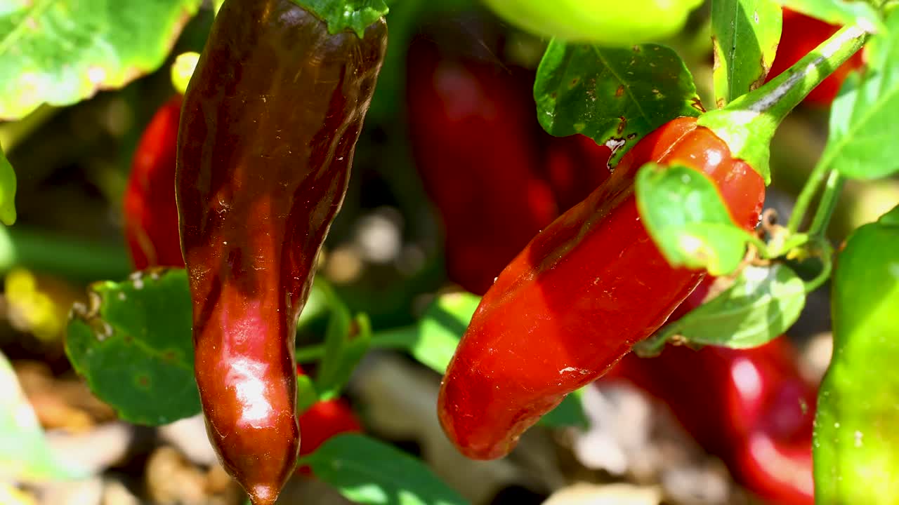 Static video of ripe Shishito Peppers