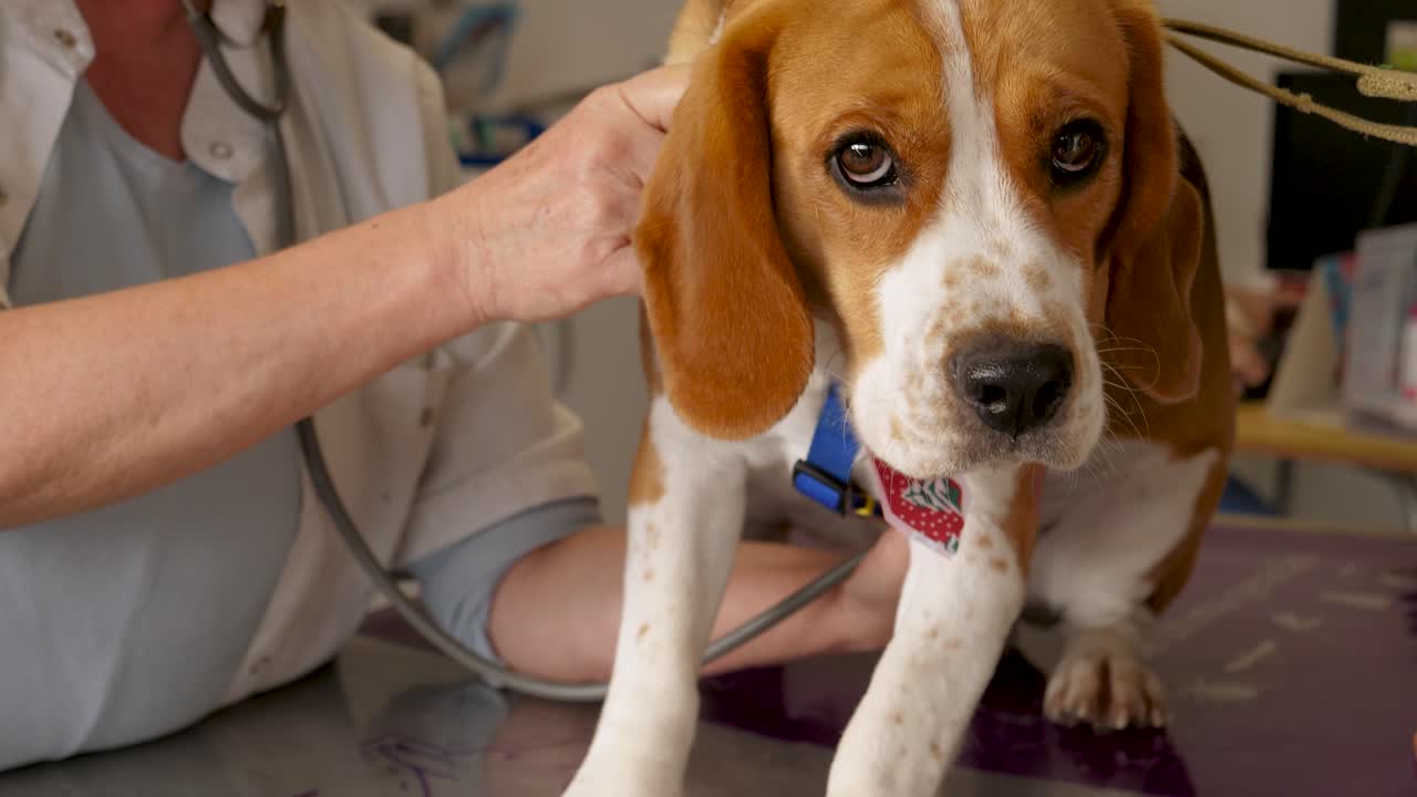 비글 개 (beagle dog) 의 수의사 (veterinarian) 에 의한 수의사 진료