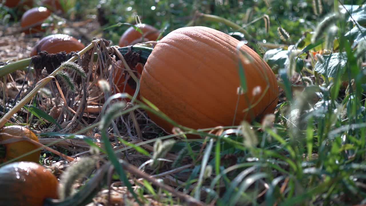 dolly se mueve lentamente hacia la derecha mientras una gran calabaza en un campo con el sol saliendo detrás tiene rocío que brilla en la piel naranja