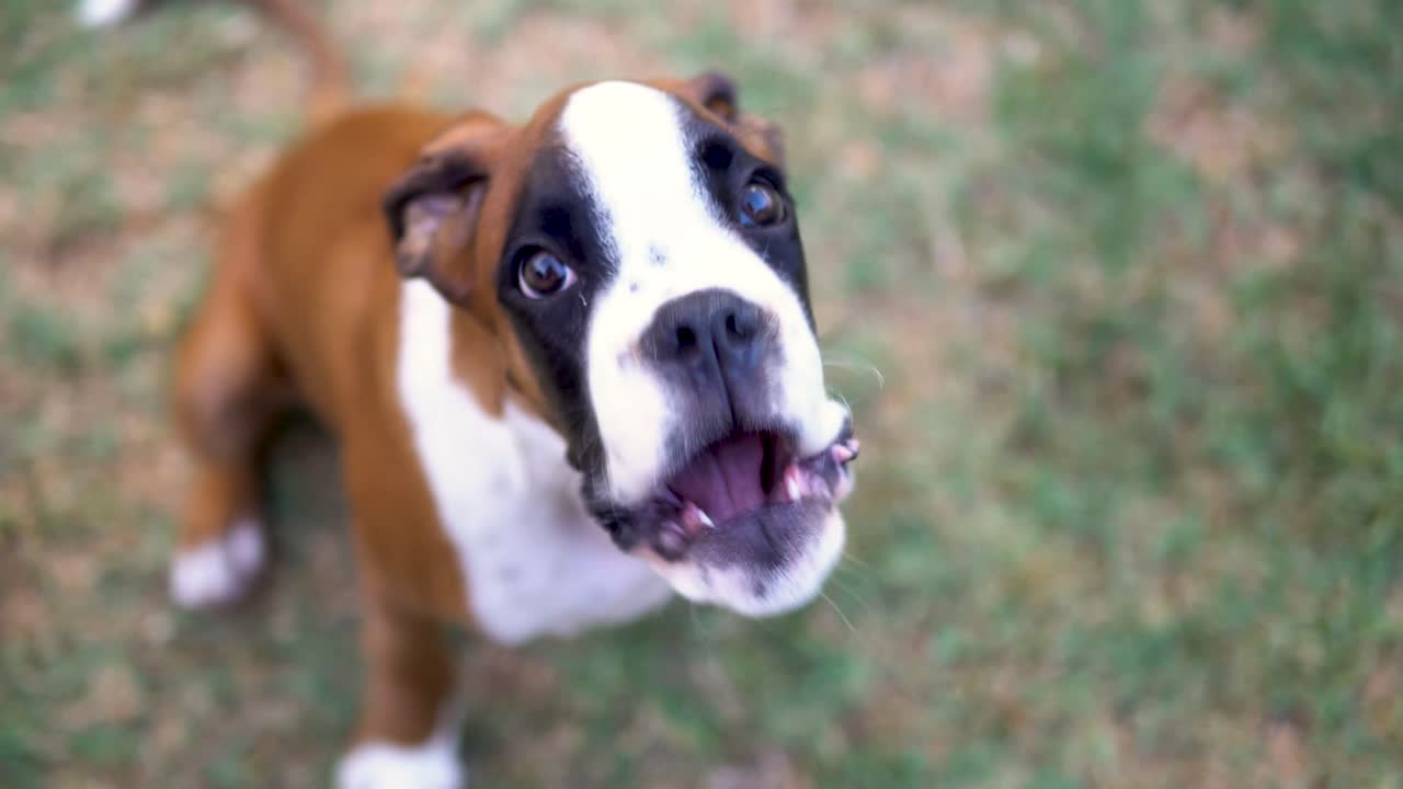 Close-up shot of a stunning boxer puppy staring and barking at the camera
