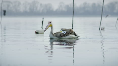 Junger-Weißer-Pelikan-Schwimmt-In-Zeitlupe-Im-Kerkini-See-In-Griechenland