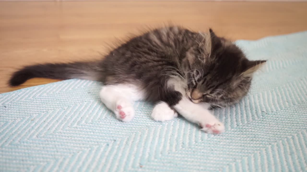 Kitten licks leg and walks out of the frame