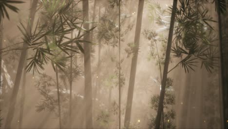 bosque de bambú asiático con tiempo de niebla matutina