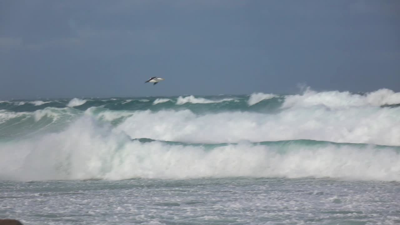 Seagulls flying along the coast