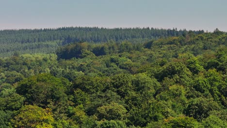 lush green forest landscape